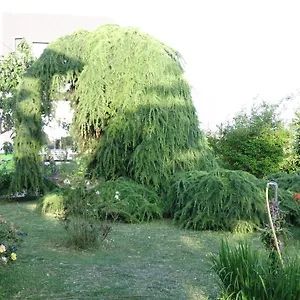 Ribic Apartment