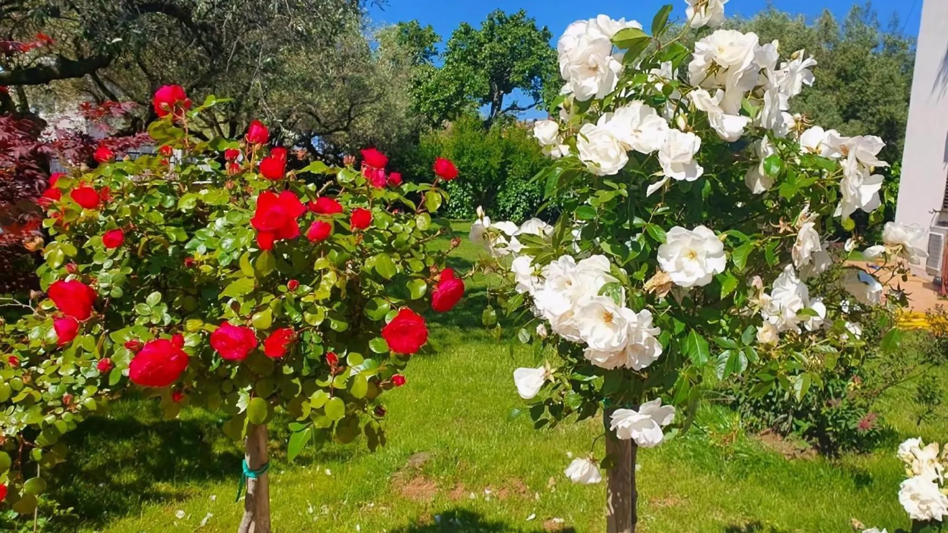 Renovierte Wohnung In Zambratija Mit Grossem Garten Umag